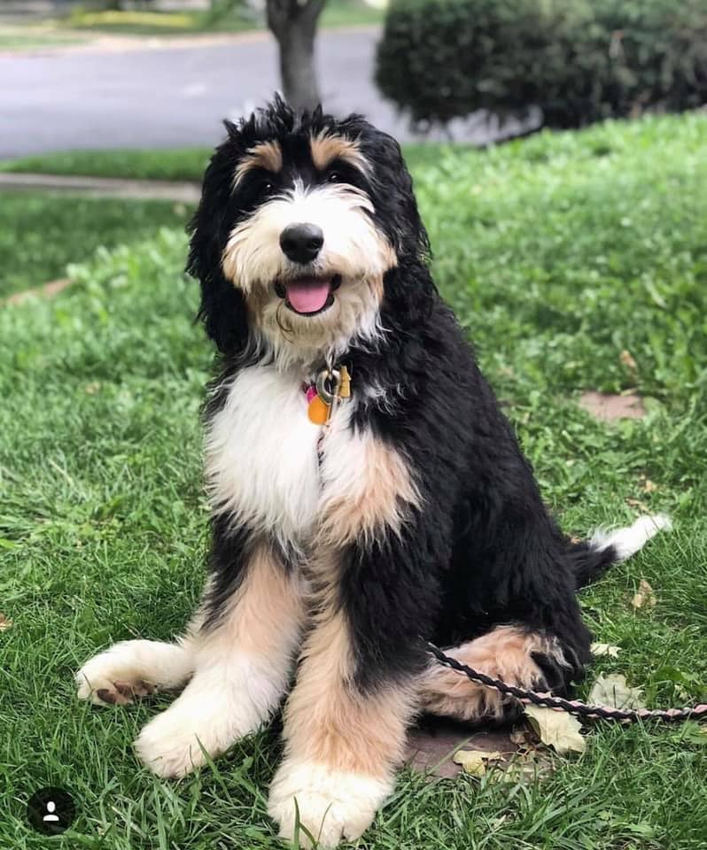 Are Bernedoodles Hypoallergenic? (2021) We Love Doodles