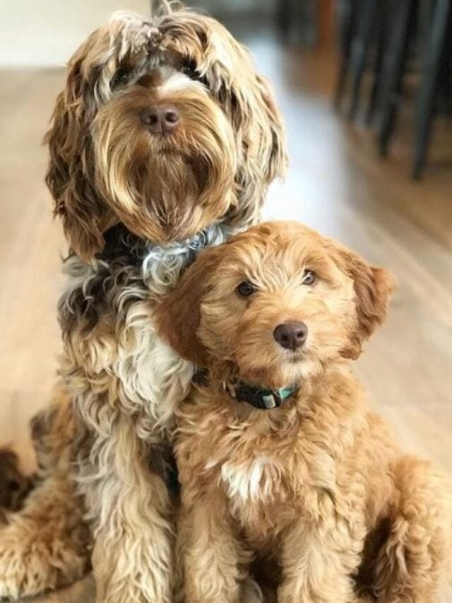 Merle Labradoodle Coat Information, Facts, Images! Story We Love Doodles