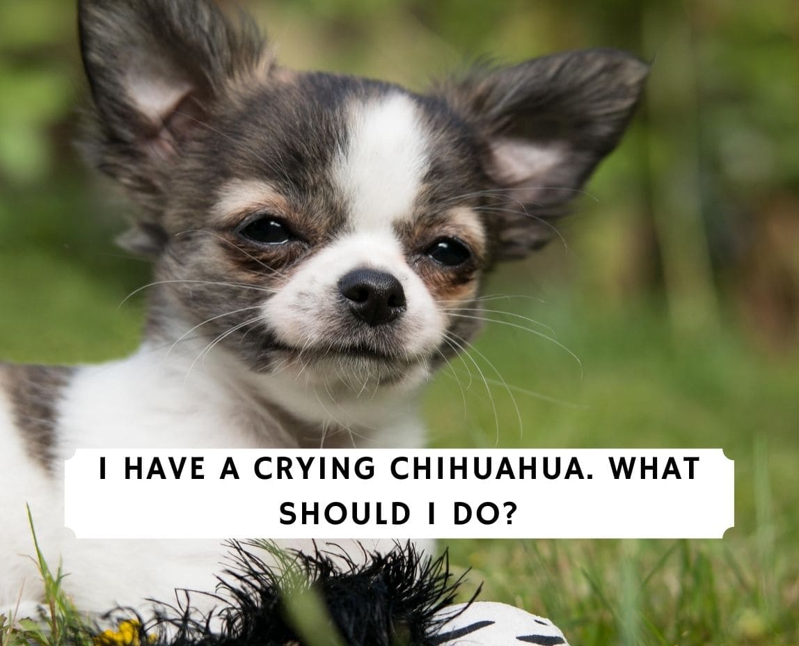 My chirp is crying. What should I do? (2021) We are: