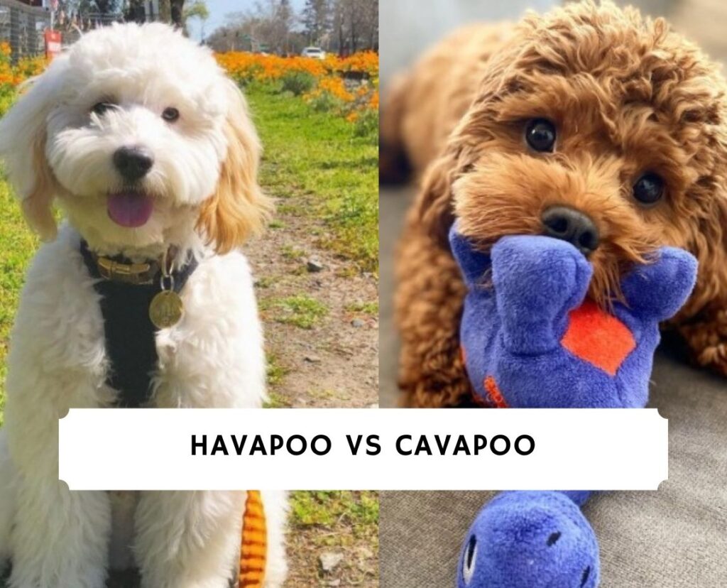 Havapoo vs Cavapoo Dog Breed Comparison! (2021) We