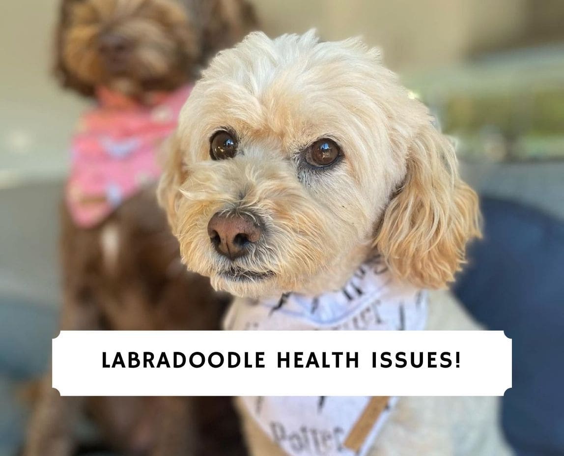 6 Common Labradoodle Health Issues Vet Advice! (2024)