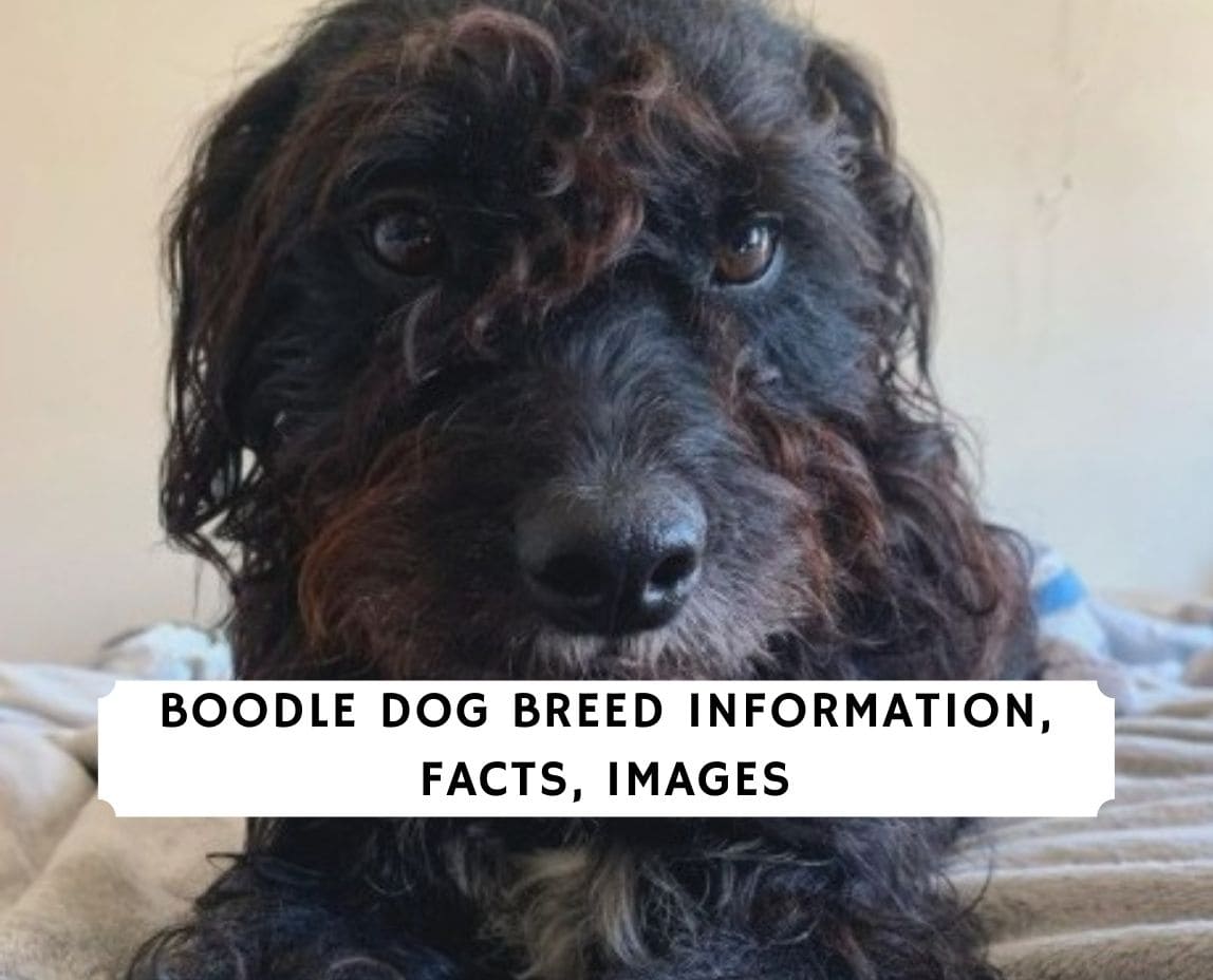 How Many Nipples Do Poodles Have