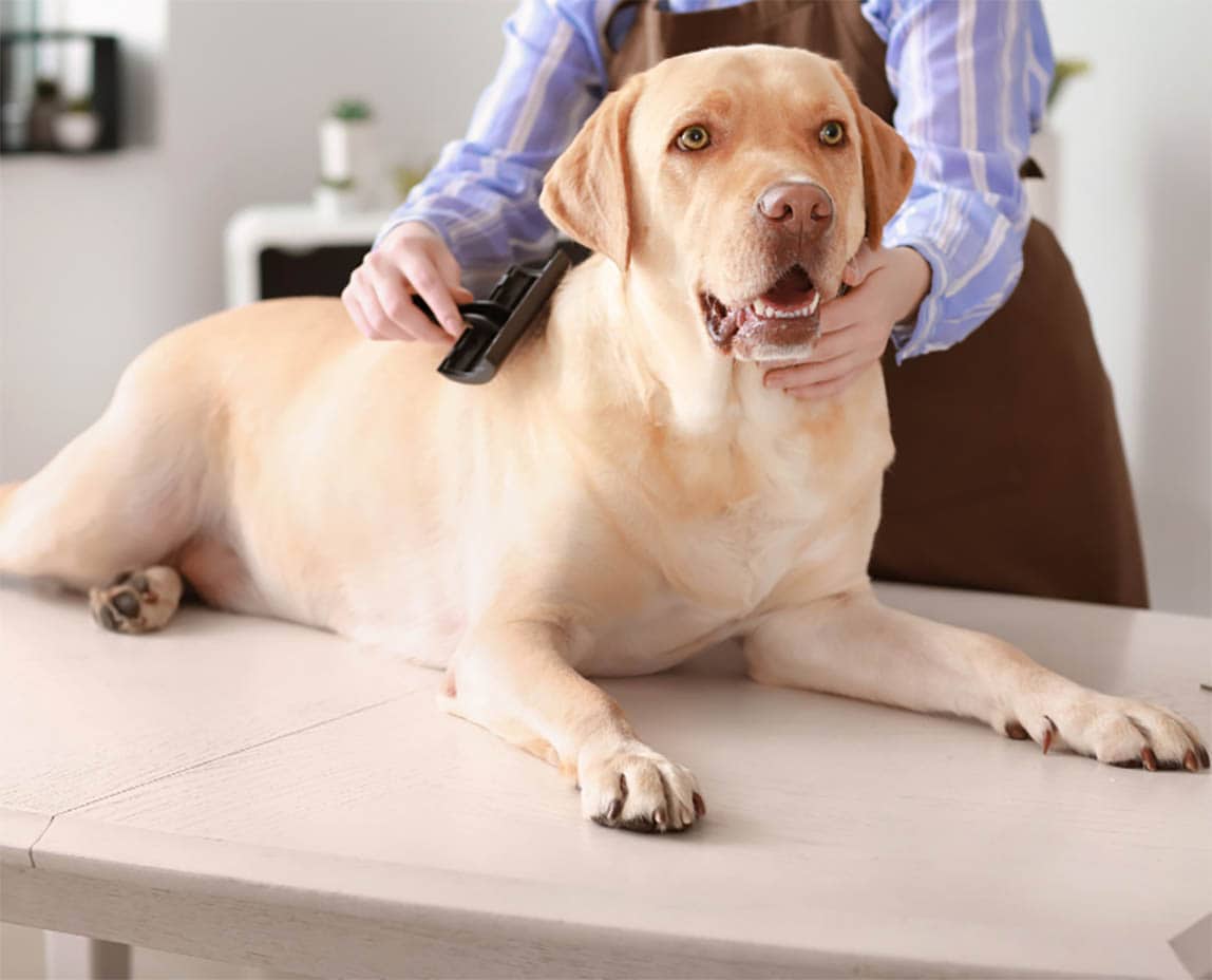 The 6 Best Slicker Brushes For Large Dogs! (2024) We Love Doodles