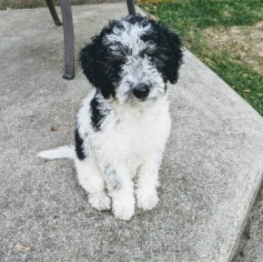 Best Cattle Doodle Dog Breed Guide! (2022) - We Love Doodles