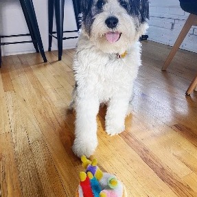 Best Cattle Doodle Dog Breed Guide! (2022) - We Love Doodles