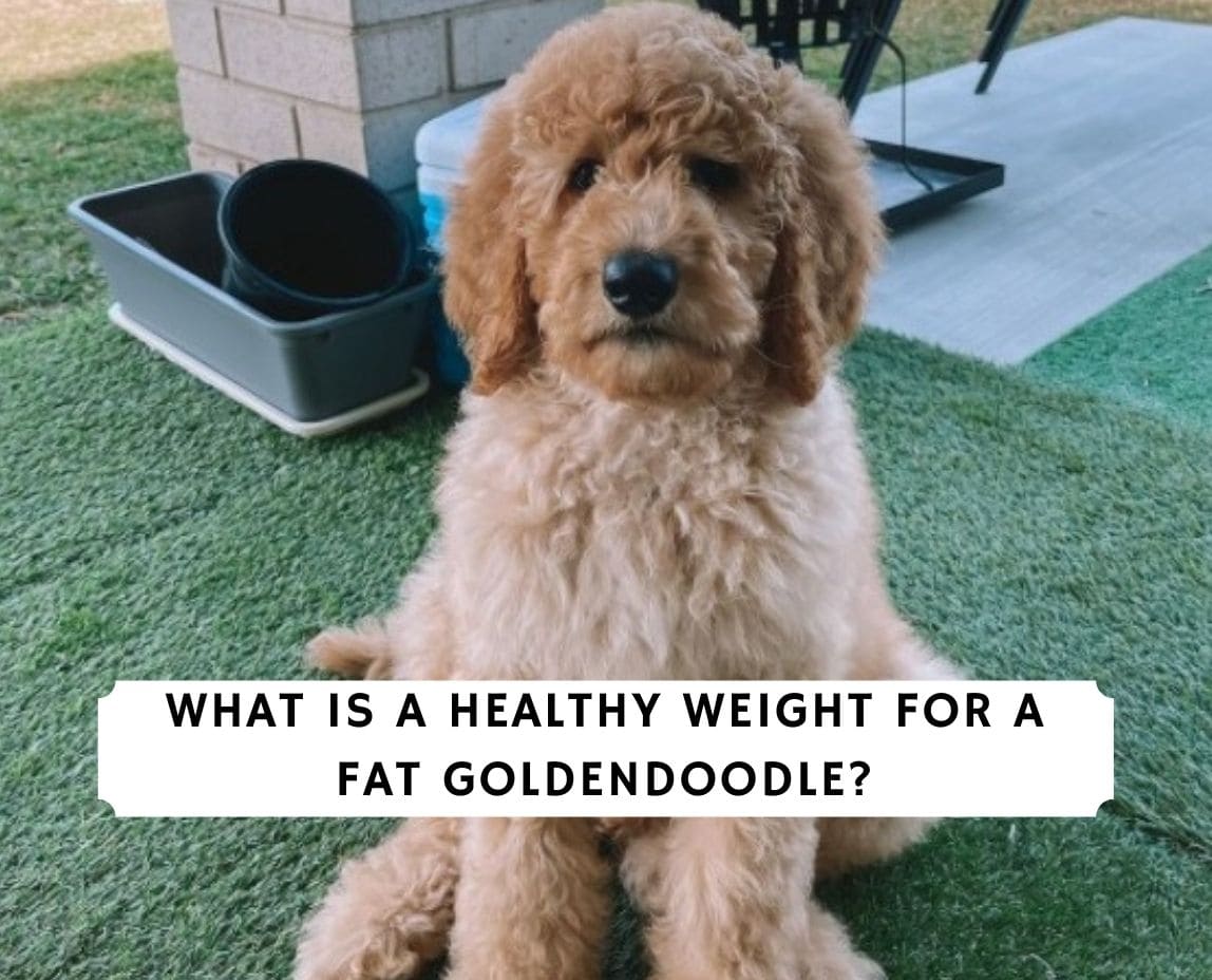 What is a Good Weight for a Fat Goldendoodle? (2022) We Love Doodles