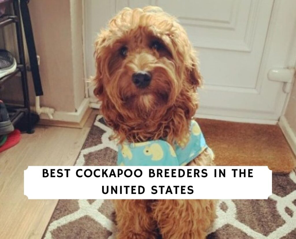 10 Best Cockapoo Breeders in the USA!