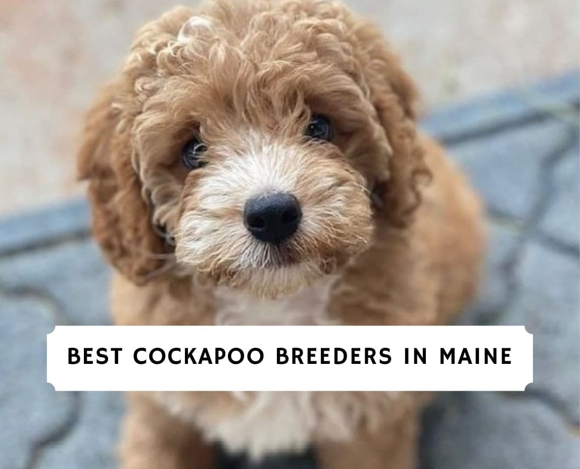 4 Best Cockapoo Breeders in Maine!