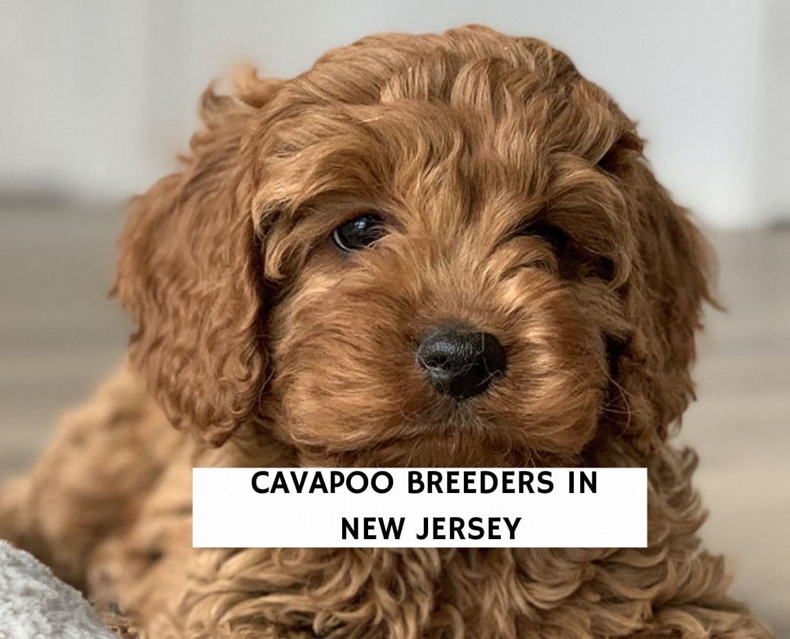 5 Best Cavapoo Breeders in New Jersey! (2022) We Love Doodles
