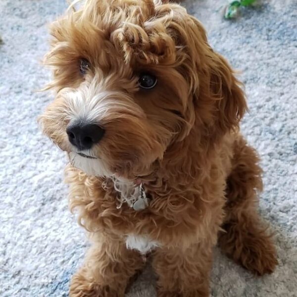 5 Best Cavapoo Breeders in Oklahoma! (2022) We Love Doodles