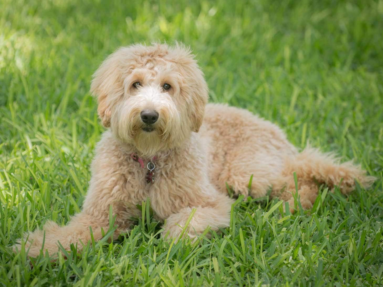 6 Best Australian Labradoodle Breeders In Texas! (2023) We Love Doodles