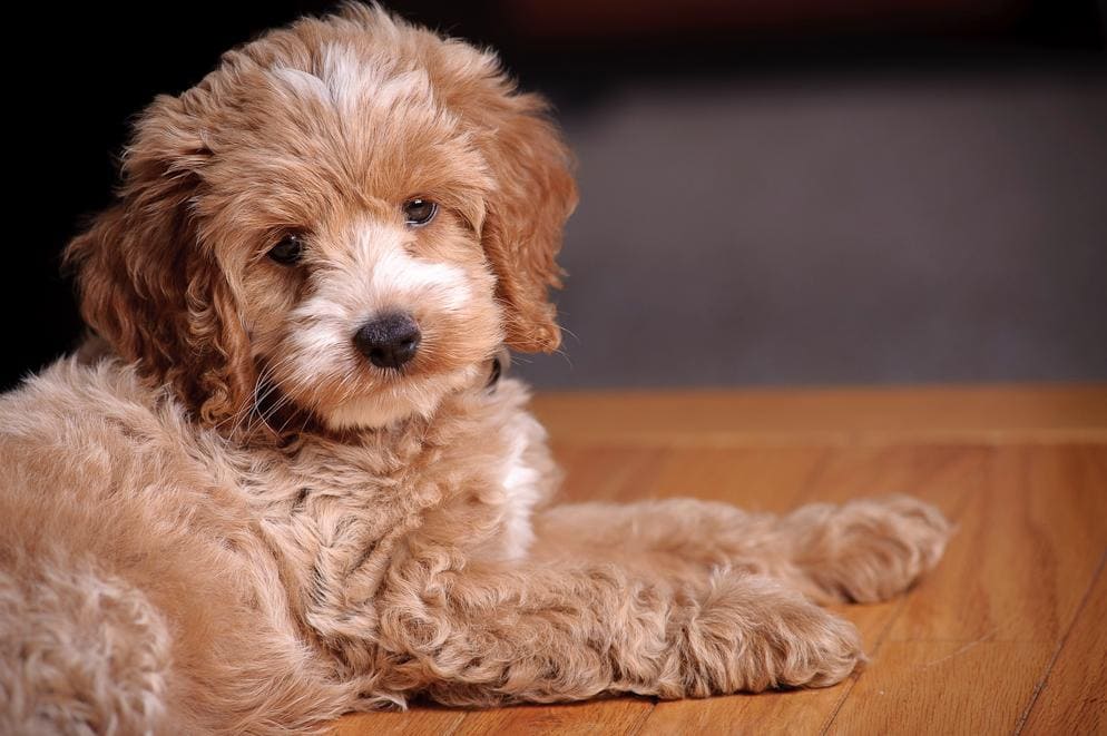 6 Best Cockapoo Breeders in Oregon! (2024) We Love Doodles
