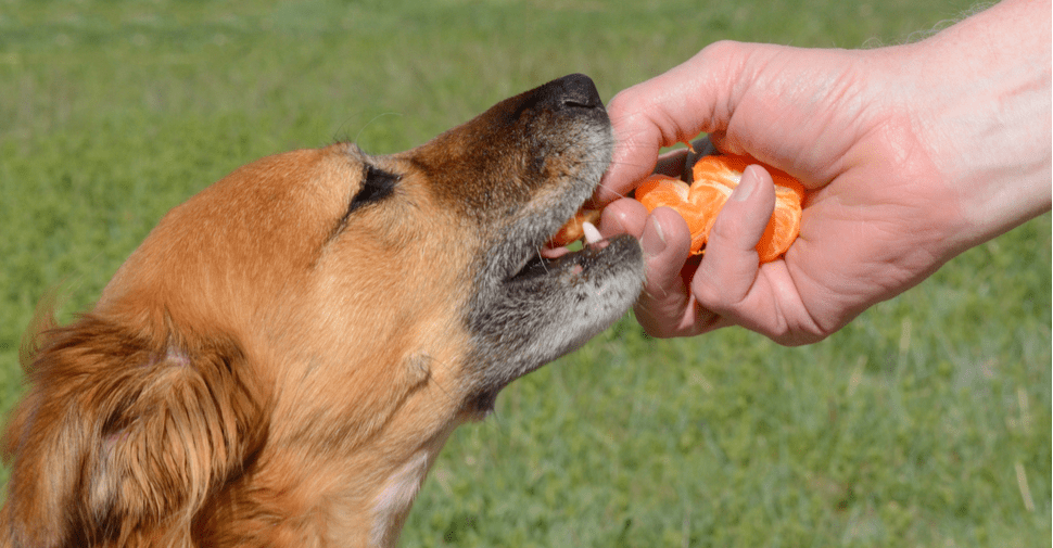 Can Dogs Eat Clementines? (2022) We Love Doodles