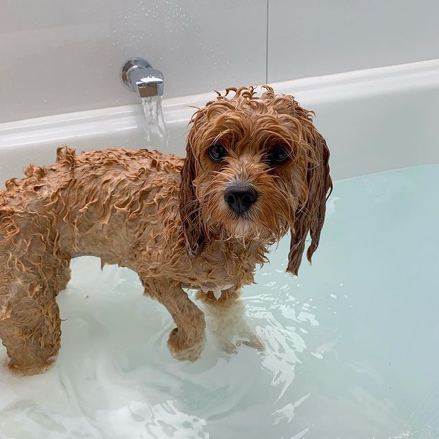 The Best Shampoo for Cavoodles! (2024) We Love Doodles