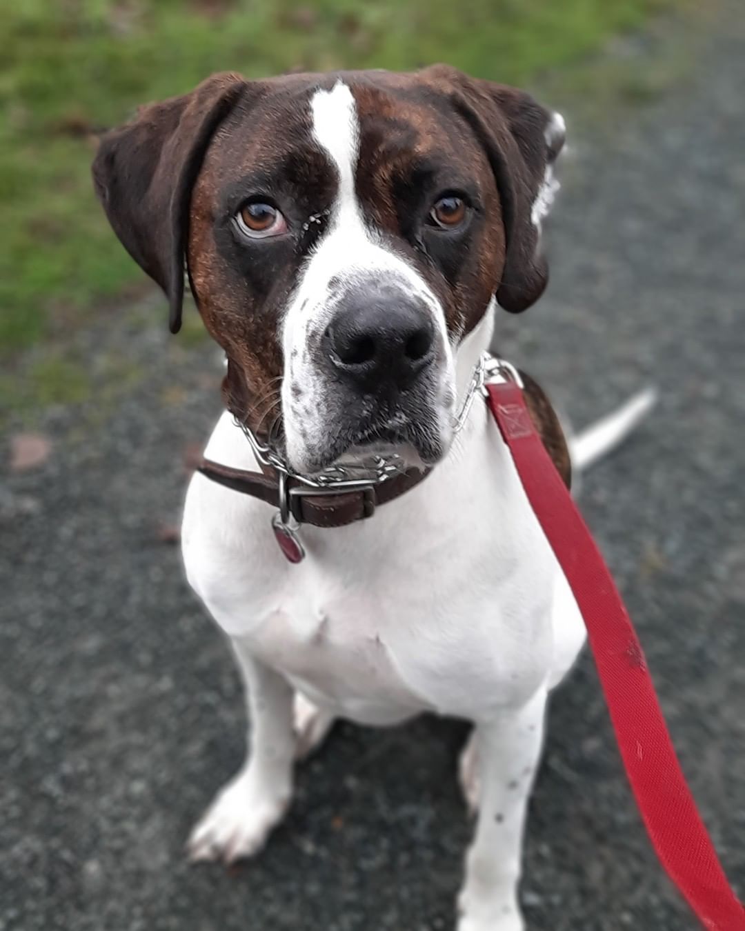 Popular Italian Dog Commands for Training!