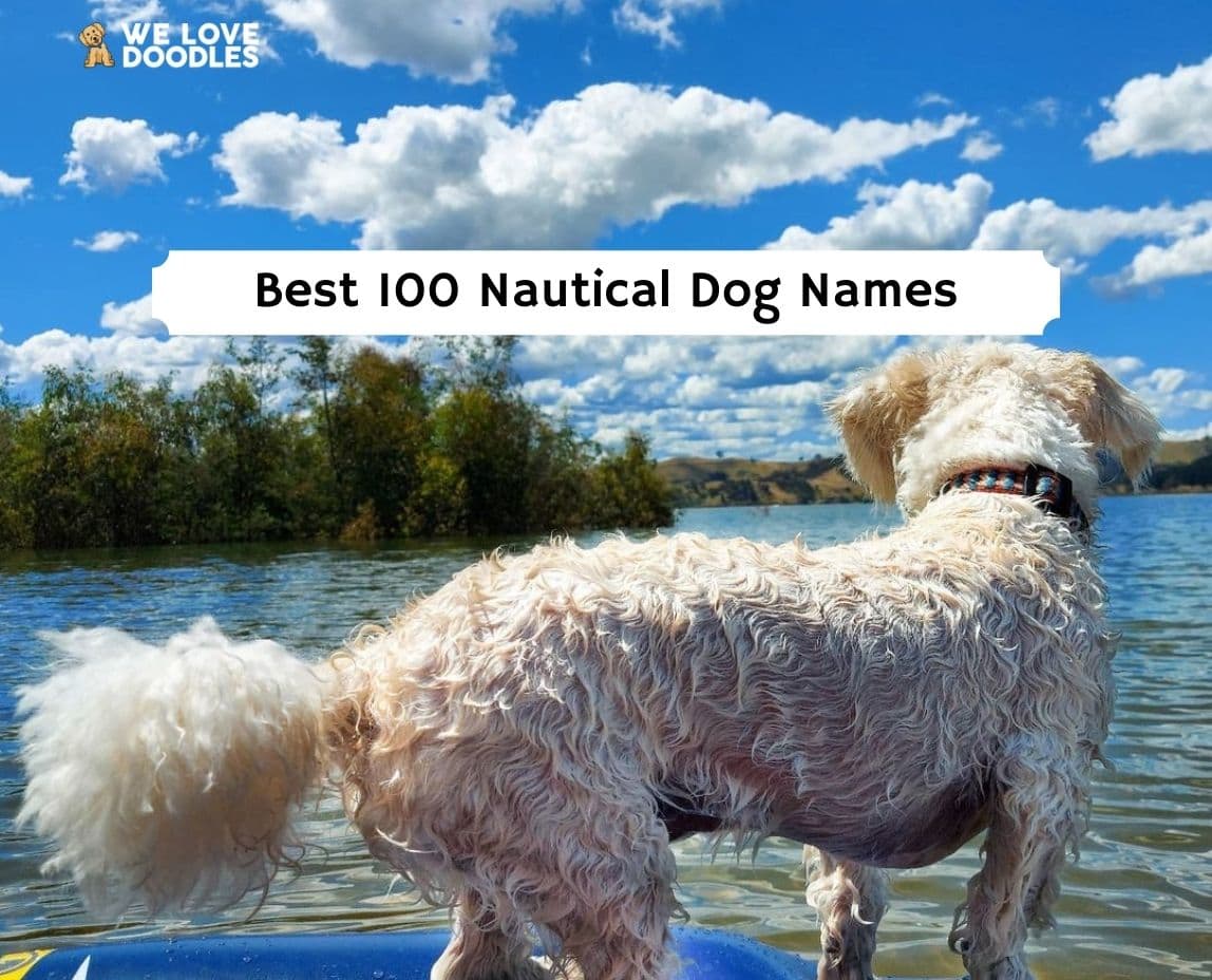 Best 100 Nautical Dog Names For a Puppy! (2024) We Love Doodles