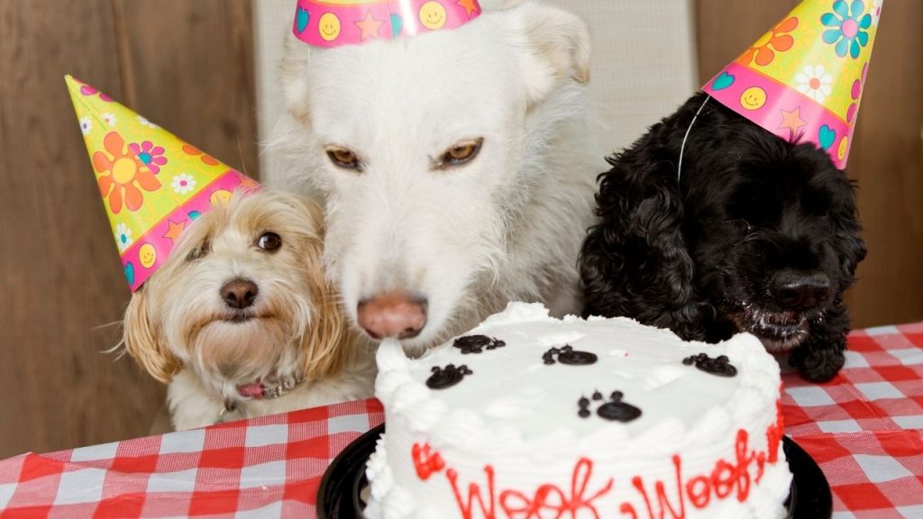 The 105 Best Dessert Dog Names! (2024) We Love Doodles