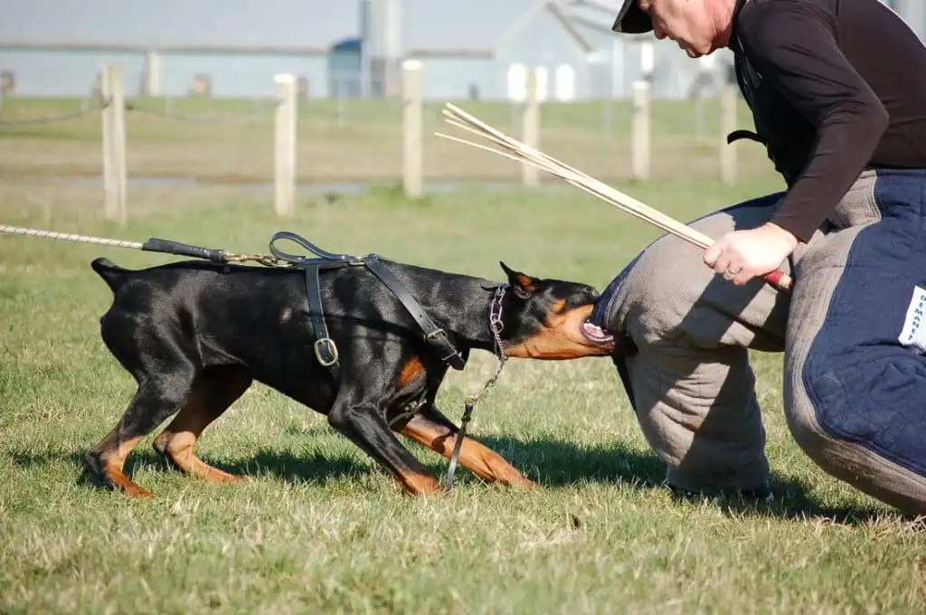 What Is French Ring Dog Training