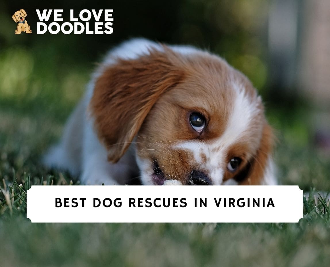 6 Best Dog Rescues in Virginia! (2024) We Love Doodles