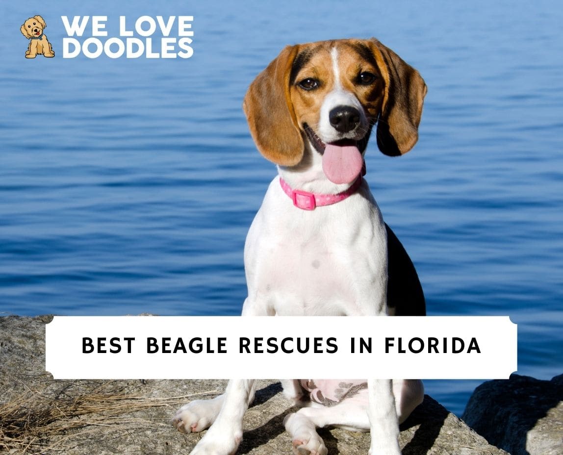 6 Best Beagle Rescues in Florida!