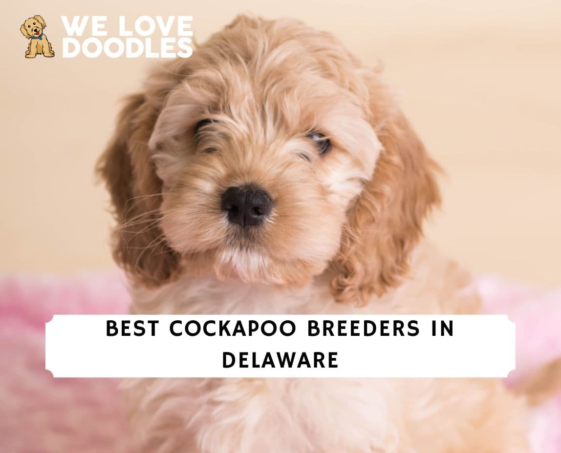 7 Best Cockapoo Breeders in Delaware!