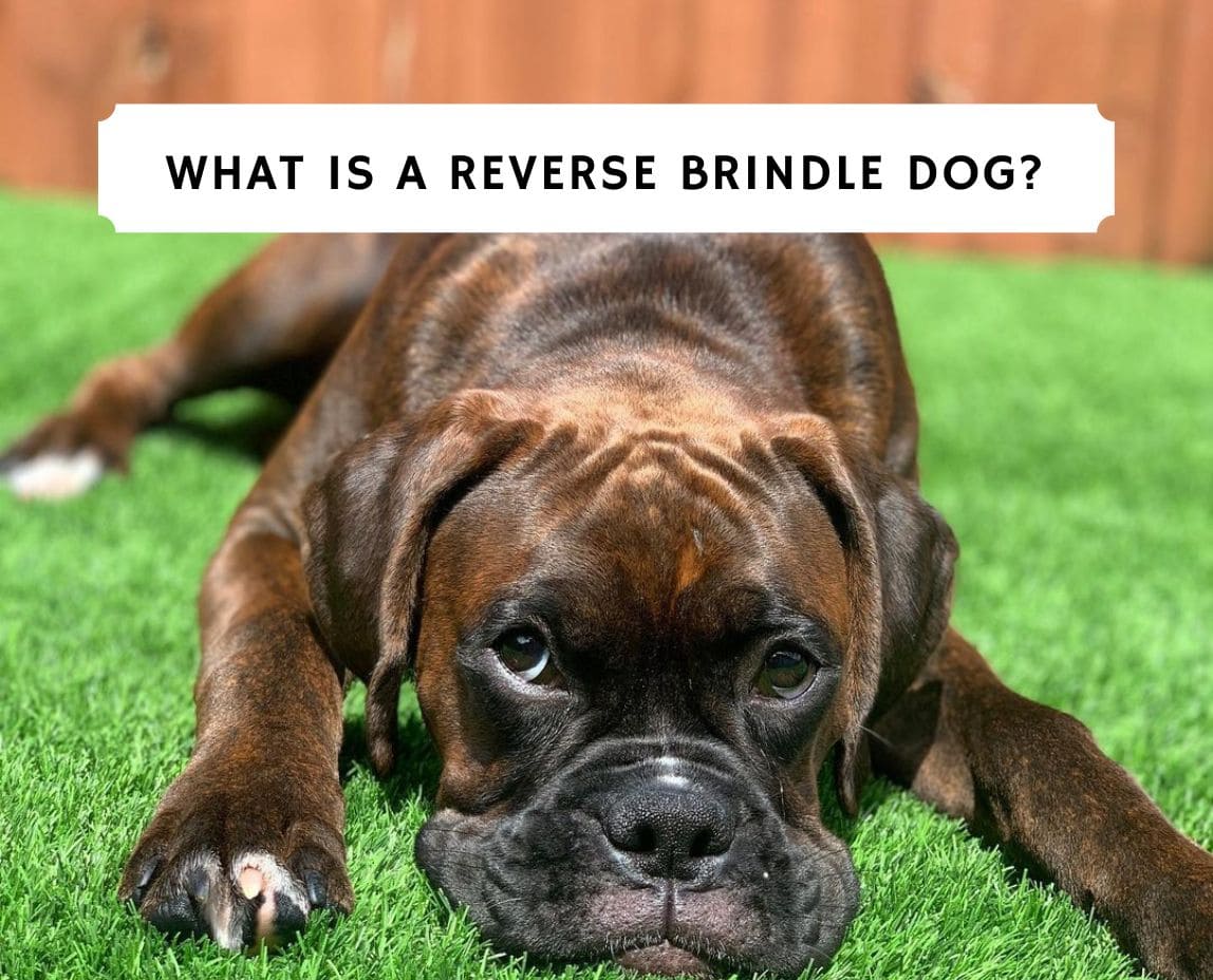 What Is a Reverse Brindle Dog? (2023) We Love Doodles