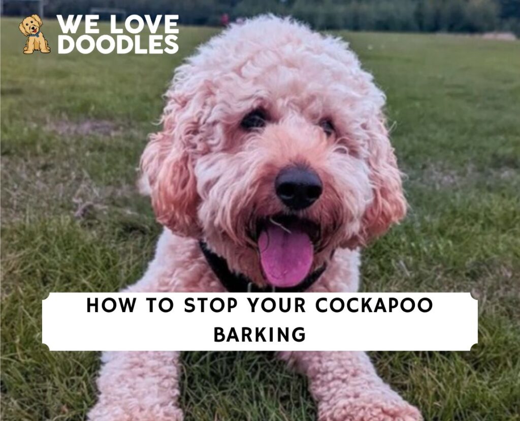 How to Stop Your Cockapoo Barking!