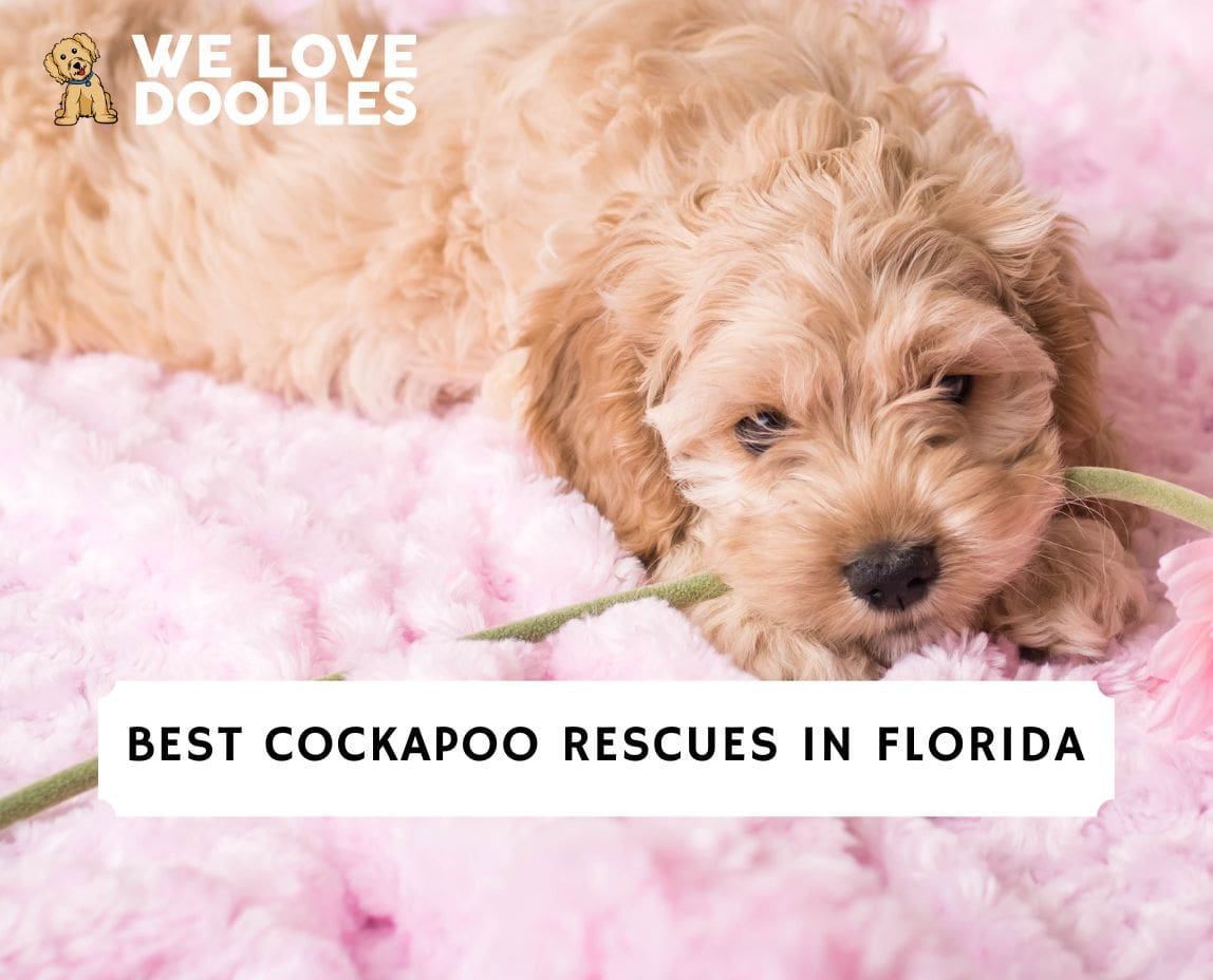 8 Best Cockapoo Rescues in Florida!