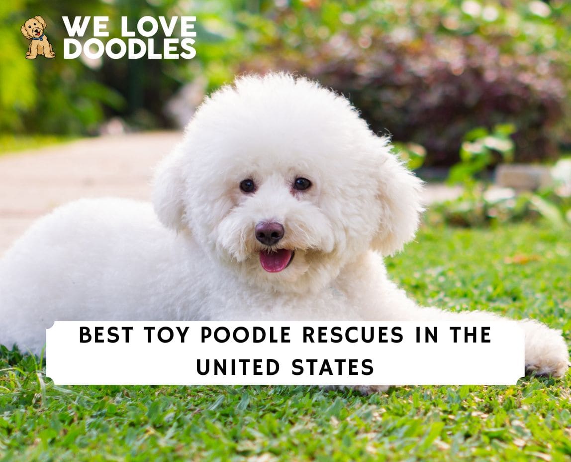 12 Best Toy Poodle Rescues in the United States! (2024) We Love Doodles