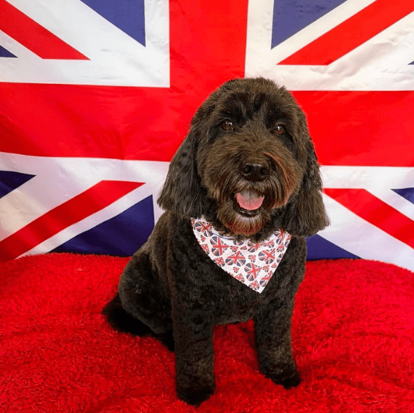 Best Dog Food for a Cockapoo Top 9 Picks! (2023) We Love Doodles