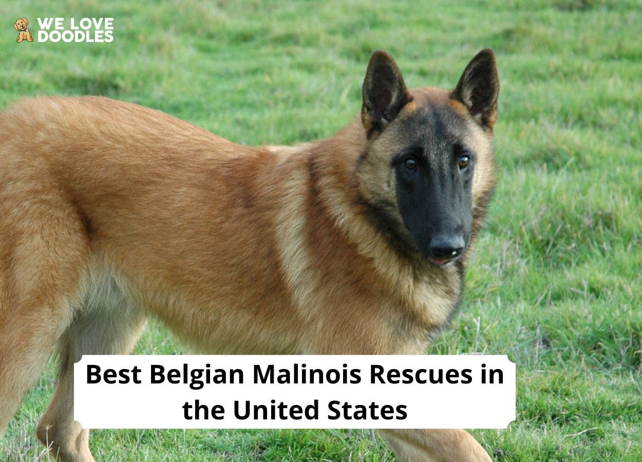 9 Best Belgian Malinois Rescues in the United States! (2024) We Love