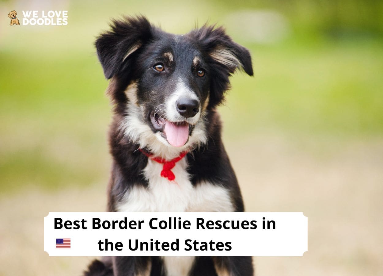 8 Best Border Collie Rescues In The Usa! (2022) - We Love Doodles