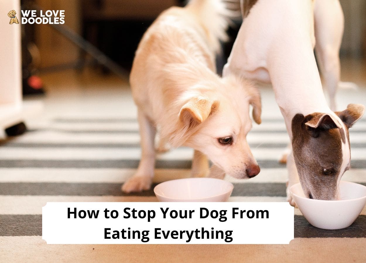 How to Stop Your Dog From Eating Everything! (2023) We Love Doodles