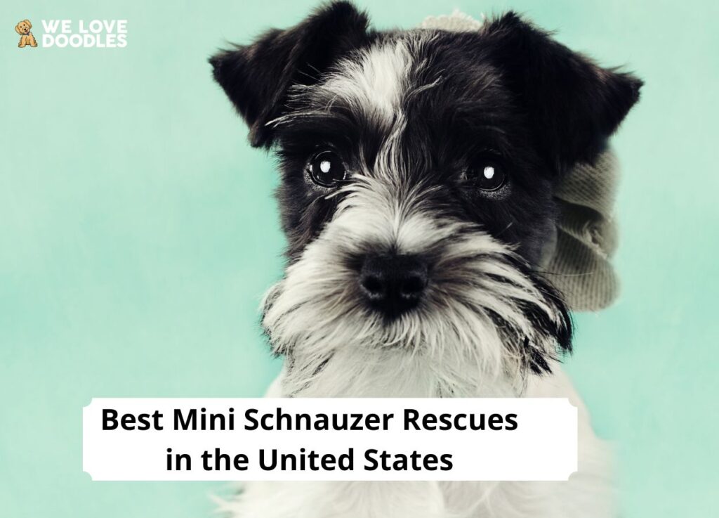 7 Best Mini Schnauzer Rescues in the United States!