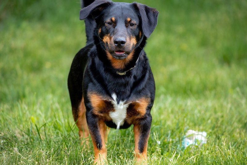 19 Dogs That Look Like Rottweilers (With Pictures)! (2024) We Love