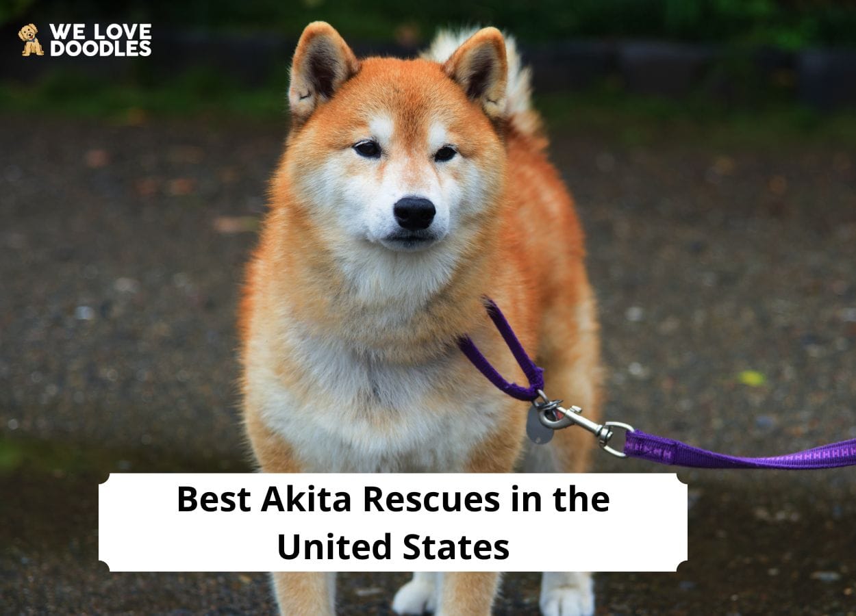 6 Best Akita Rescues in the United States! (2024) We Love Doodles