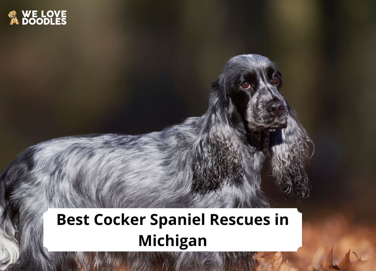 8 Best Cocker Spaniel Rescues in Michigan!