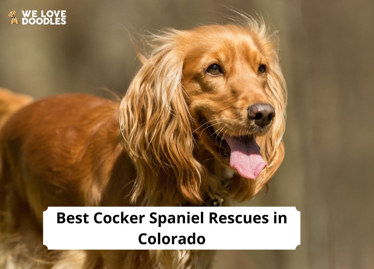 6 Best Cocker Spaniel Rescues in Colorado! (2023) We Love Doodles
