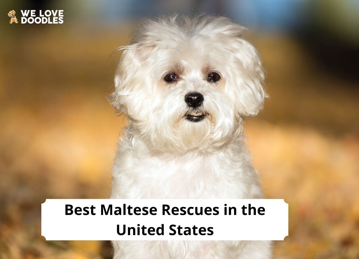 10 Best Maltese Rescues in the United States! (2024) We Love Doodles