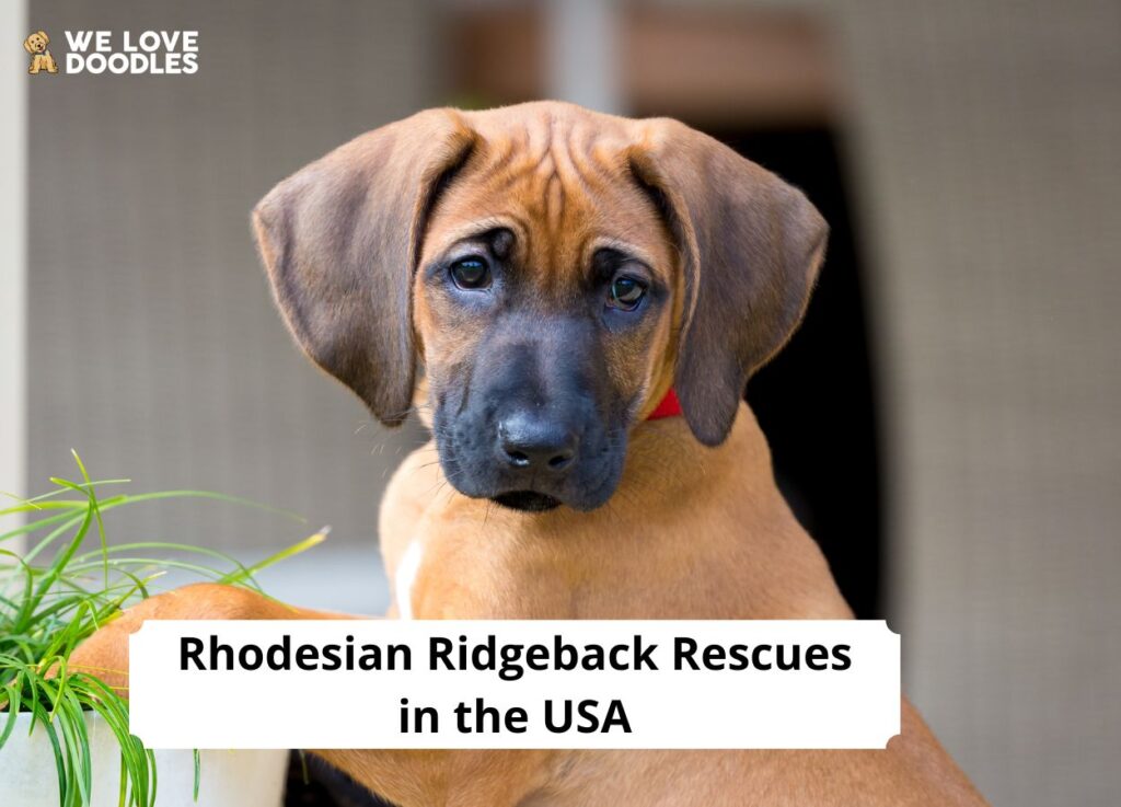 8 Best Rhodesian Ridgeback Rescues in the USA!