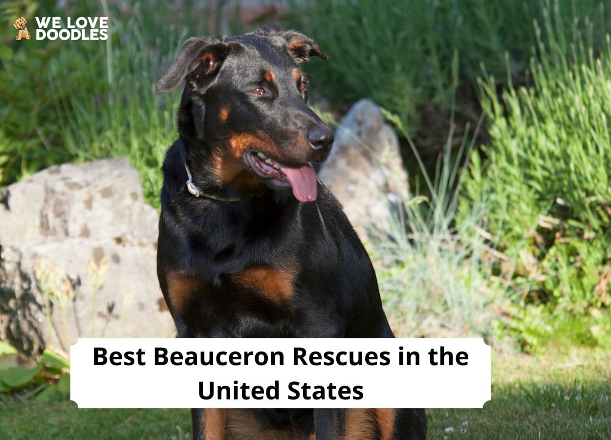 8 Best Beauceron Rescues in the United States! (2024)