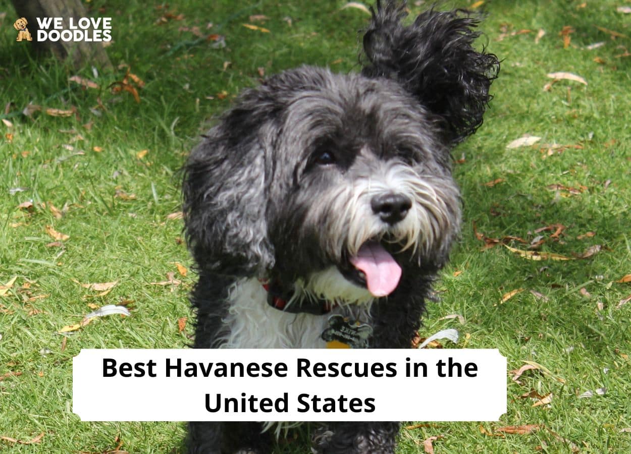 10 Best Havanese Rescues in the United States!