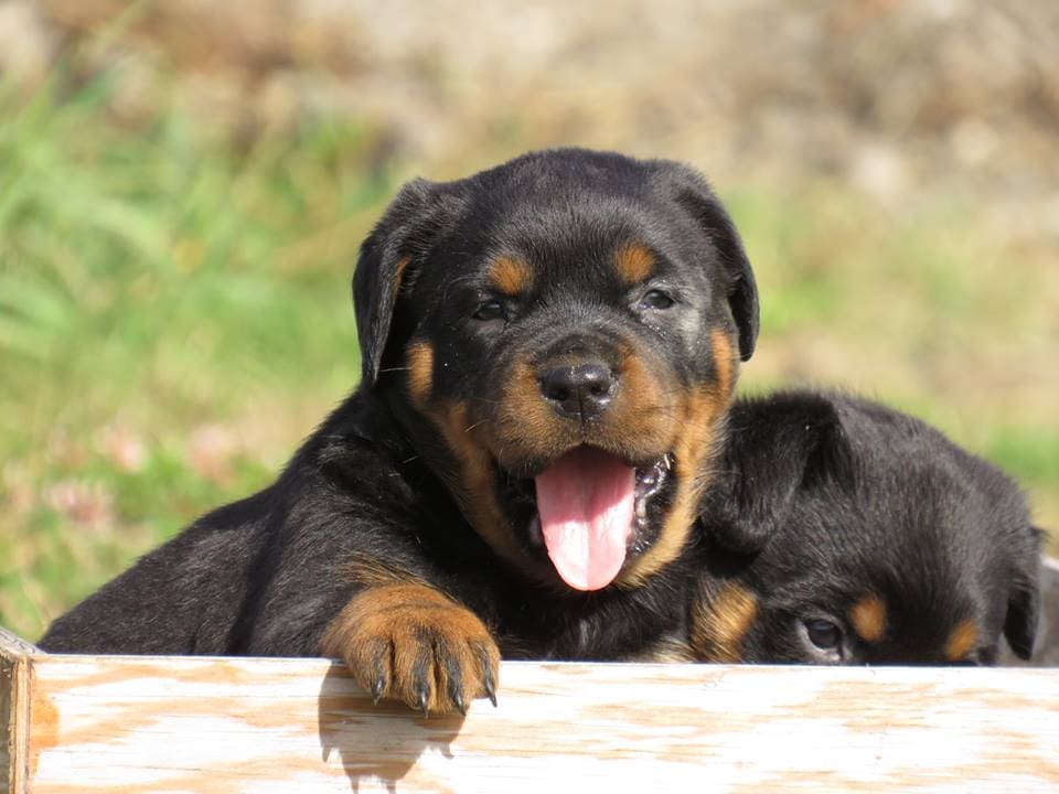 Where to Find Rottweiler Puppies Under 250?