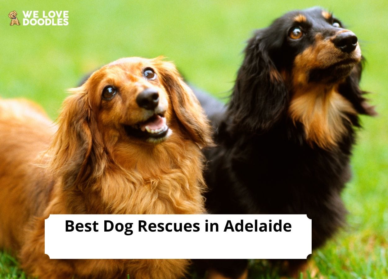 4 Best Dog Rescues in Adelaide! (2023) We Love Doodles