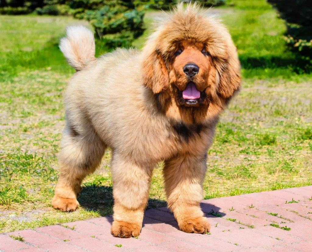 Tibetan Mastiff Bite Force The Most Powerful Dogs! (2024) We Love
