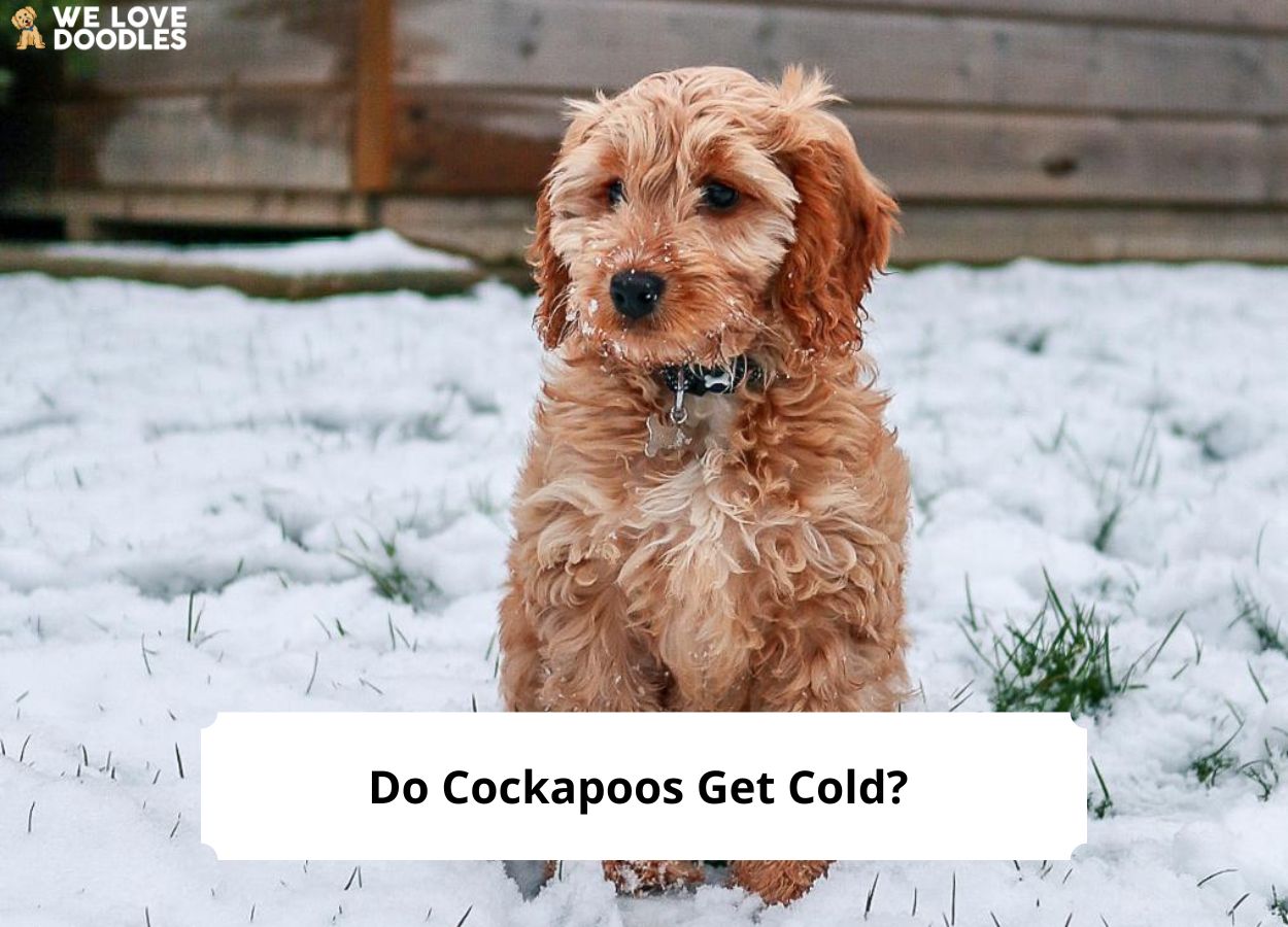 Do Cockapoos Get Cold?