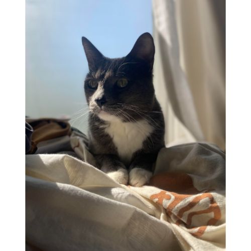 Why Do Cats Yowl at Night? (2024) We Love Doodles