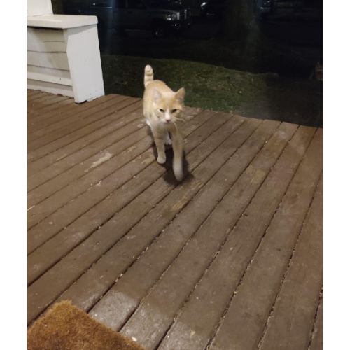 Why Do Cats Yowl at Night? (2023) We Love Doodles