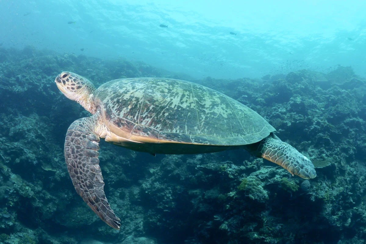 Tioman Das Tor zur vergessenen Welt Weltreiseforum