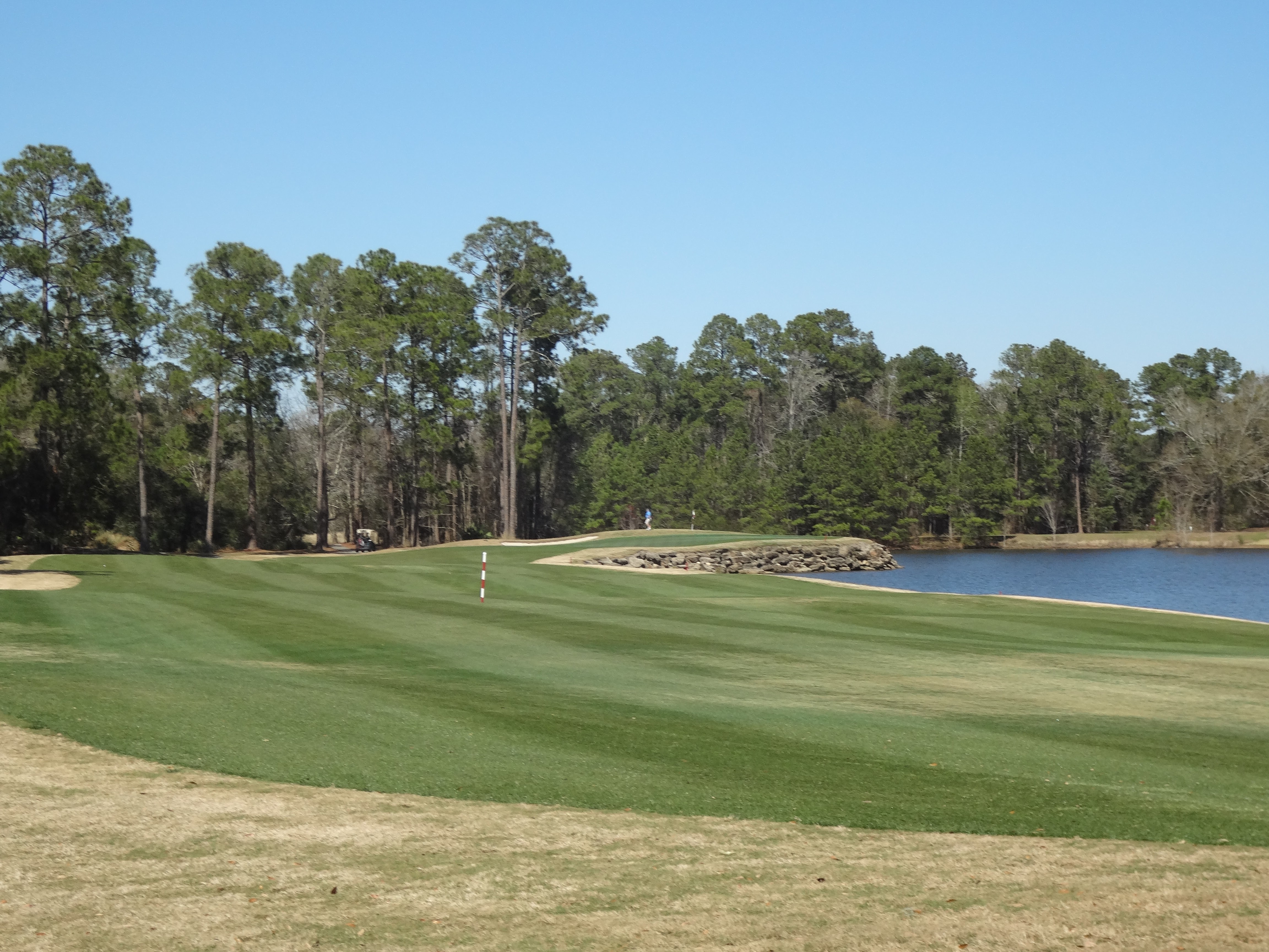 King and Bear St. Augustine